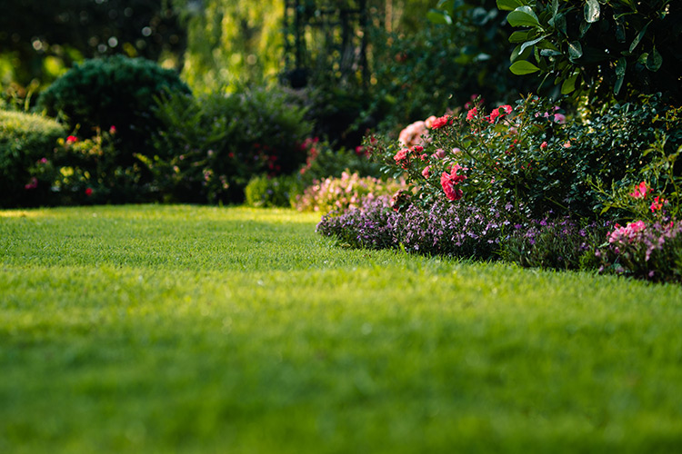 Freshly cut front lawn after lawn mowing service in Barrie