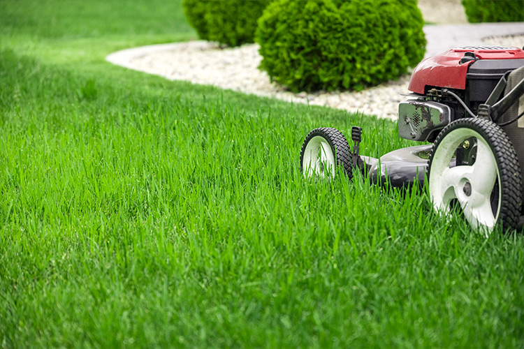 One-time professional lawn mowing and grass cutting service in Barrie