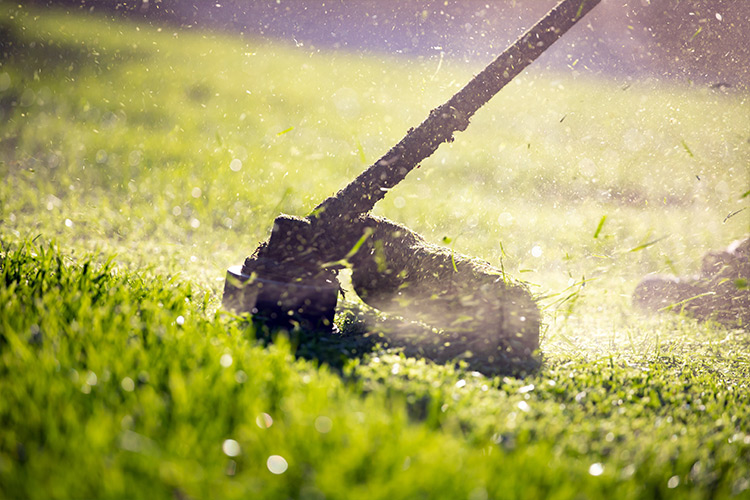 Seasonal lawn maintenance and weekly mowing plans for Barrie homes