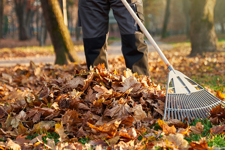Leaf removal during a professional yard clean up in Barrie